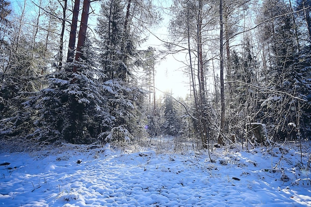 landscape winter forest, seasonal beautiful view in snowy forest december nature