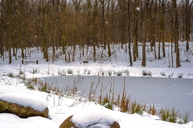 Landscape Winter in forest Snowy forest