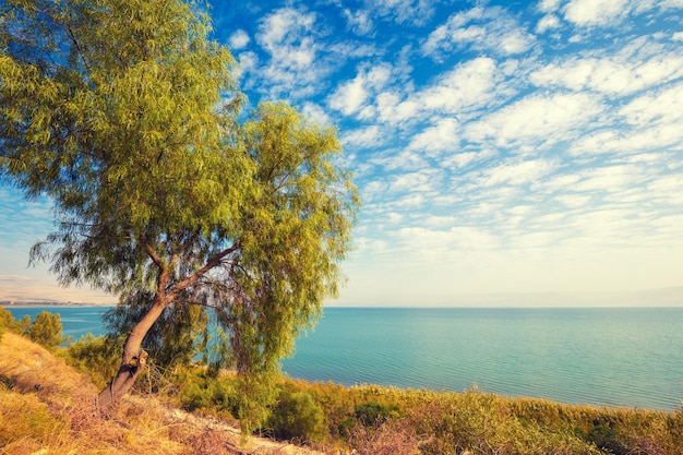 Landscape with alone tree on the shore and blue sky with clouds Beautiful nature of Israel Galilee Sea