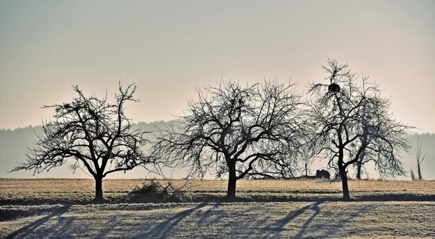 Landscape with bare apple trees on a cold Winter morning