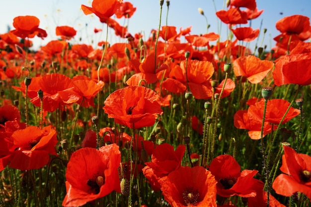 Landscape with blooming poppy flowers