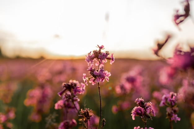 Landscape with blooming violet purple and pink sticky catchfly Viscaria vulgaris Sunset Field