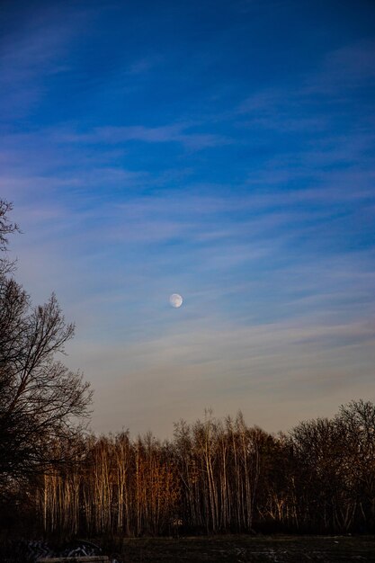 Photo landscape with blue sky moon and leafless trees