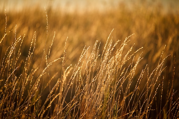 Landscape with a bright orange meadow at sunrise, selective focus