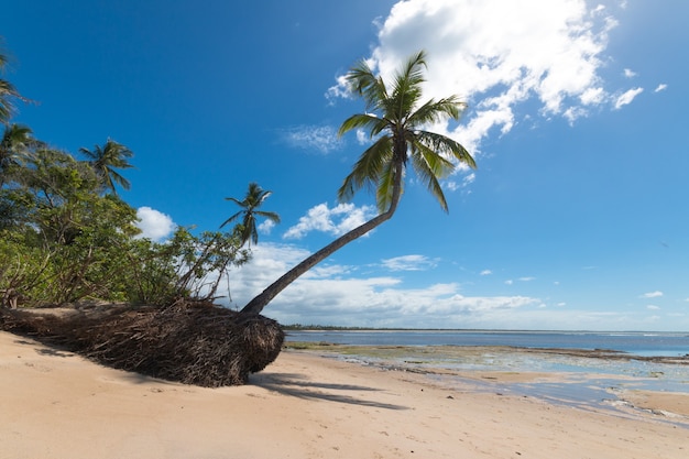 Landscape with coconut palm beach on the island of Boipeba Bahia Brazil.