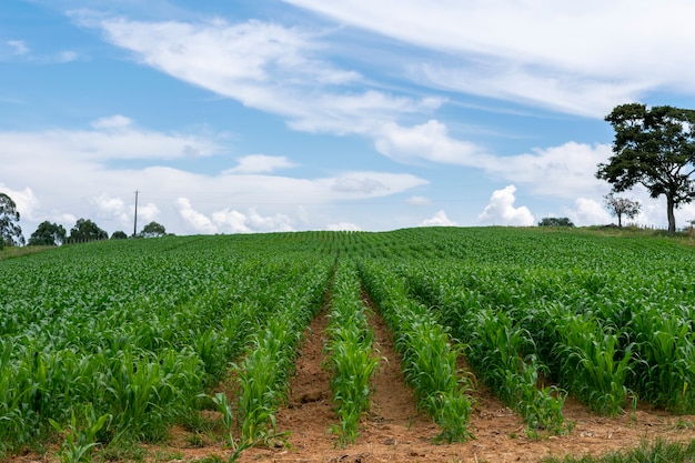 Landscape with cornfield and isolated tree