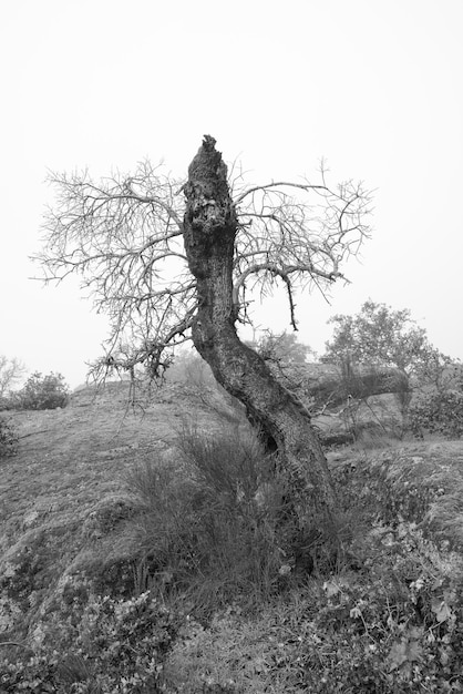 Landscape with dead tree.