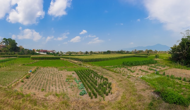 The landscape with farm and blue sky at Nan province, north of Thailand.