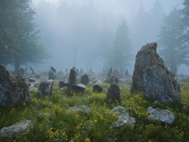 A landscape with a field of rocks and a forest with a few yellow flowers.