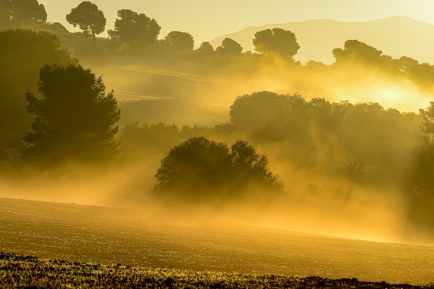 Landscape with fog in the cereal pasture of the eastern mountains of granada