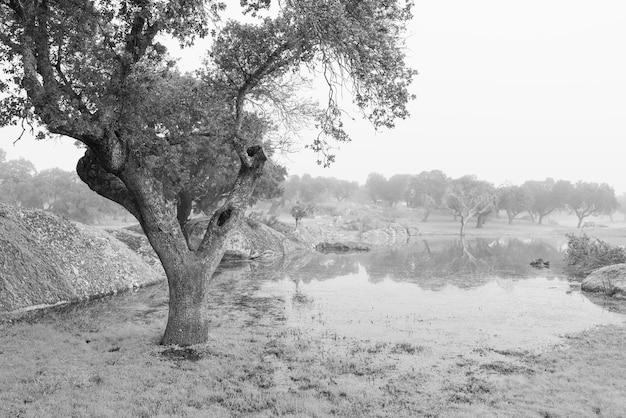 Landscape with fog in the Dehesa de la Luz.