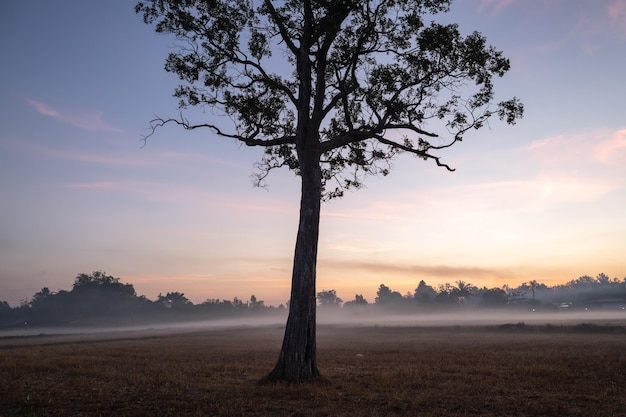 Landscape with a foggy morning at sunrise Calm nature art photography