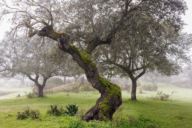 Landscape with fogin the Dehesa de la Luz. Extremadura. Spain.