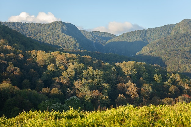 Landscape with forest covered mountains at the summer