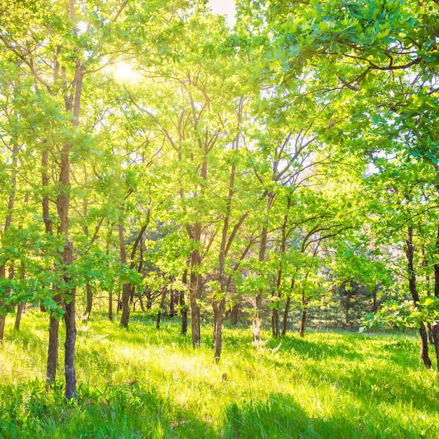 Landscape with green forest and beautiful nature