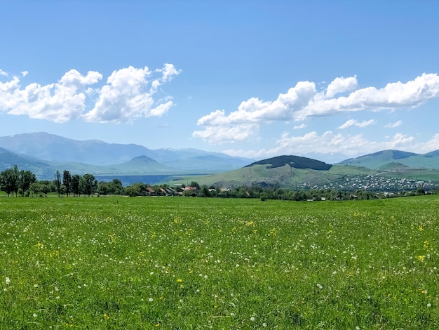 landscape with green grasses summer scene