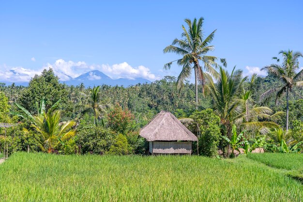 Landscape with green rice fields straw house and palm trees at sunny day in island Bali Indonesia Nature and travel concept