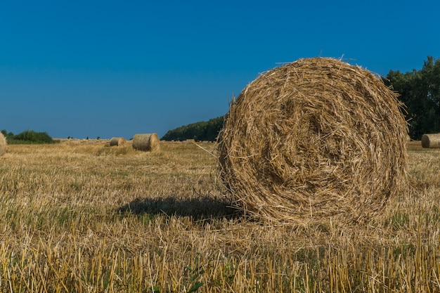 Landscape with hay bail harvesting