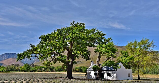 landscape with a little Farm house under a big oak tree