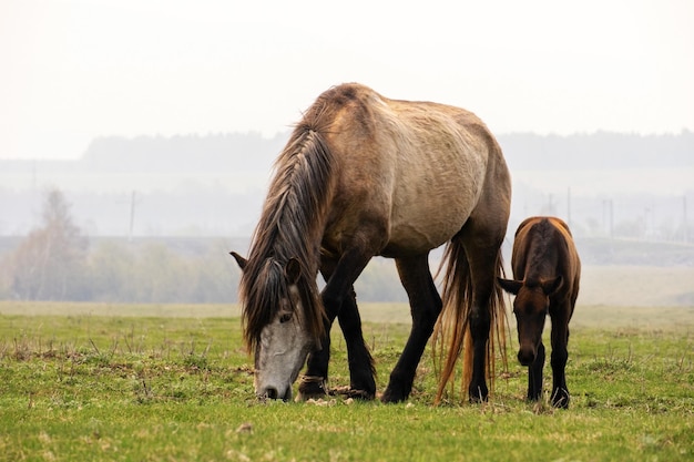 A landscape with a mother horse and a foal grazing in a foggy field on a farm in the morning