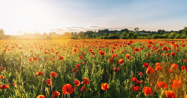 Landscape with nice sunset over poppy field panorama