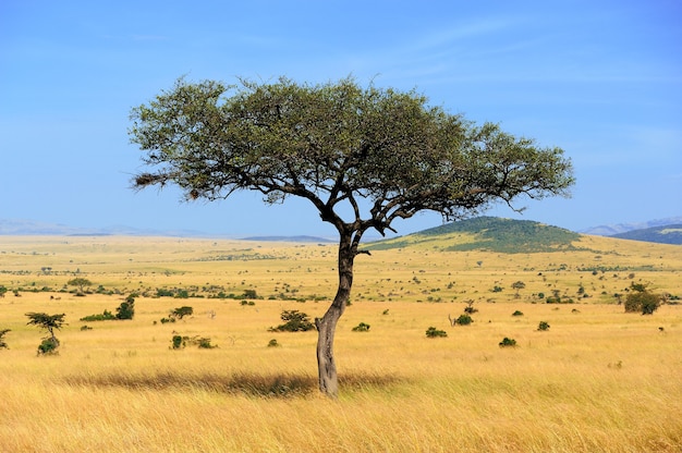 Landscape with nobody tree in National park of Africa