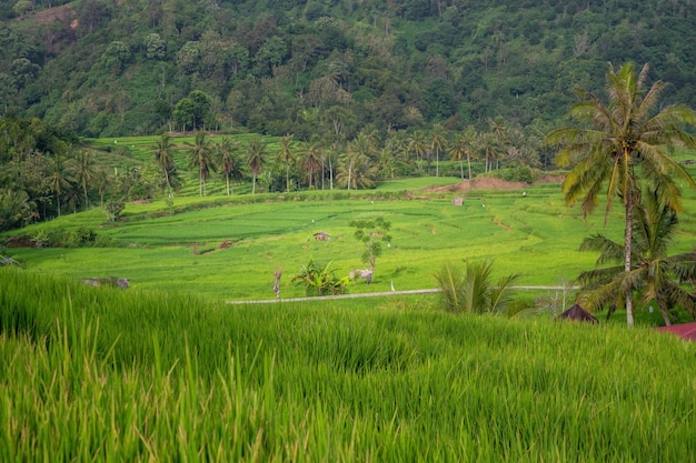 landscape with a paddy field