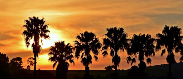 Landscape with palm trees at sunset and an African sky