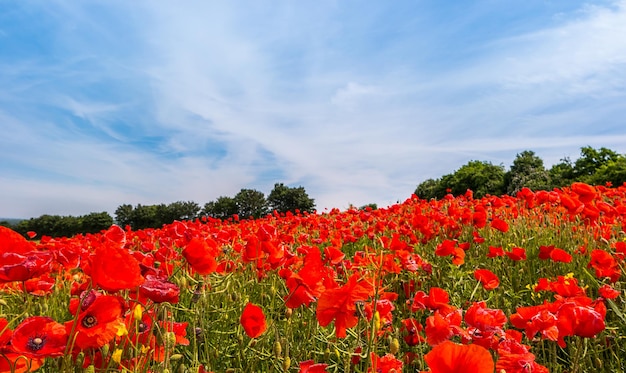 Landscape with a poppy field and blue sky