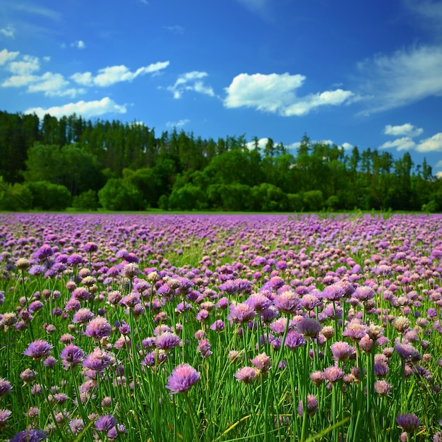 Landscape with purple chives flowers Summer sunny day with sun blue sky and colorful nature background