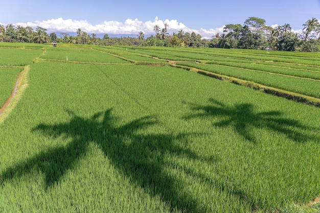 Landscape with rice fields and palm tree at sunny day in island Bali Indonesia Nature and travel concept