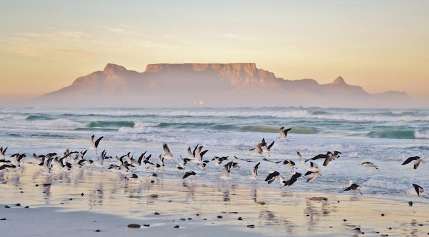 Landscape with seagulls on the beach and Table Mountain at sunrise