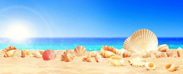 Landscape with seashells on tropical beach summer holiday