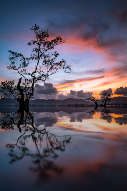 Landscape with Silhouette single tree reflection at sunset. 