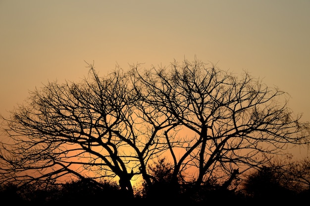 Landscape with Silhouette of trees at sunset. back light landscape,