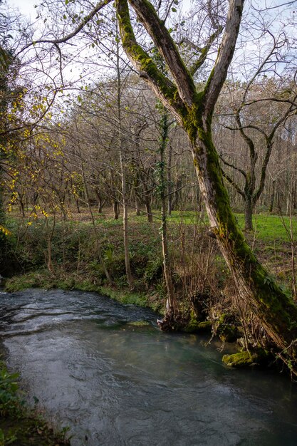 Landscape with a small mountain river in tropical thickets in late autumn