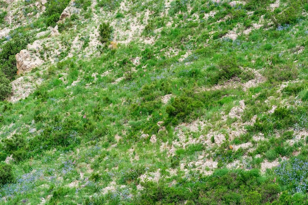 Landscape with spring grassland on on the mountain slope