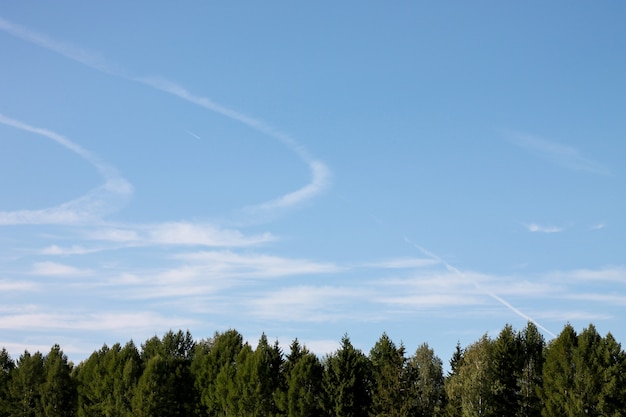 Landscape with tree tops on a blue sky