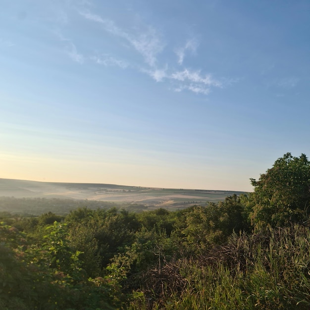 A landscape with trees and a blue sky