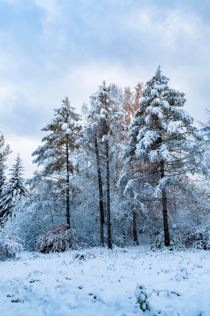 Landscape with trees covered with snow Weather climate change of seasons