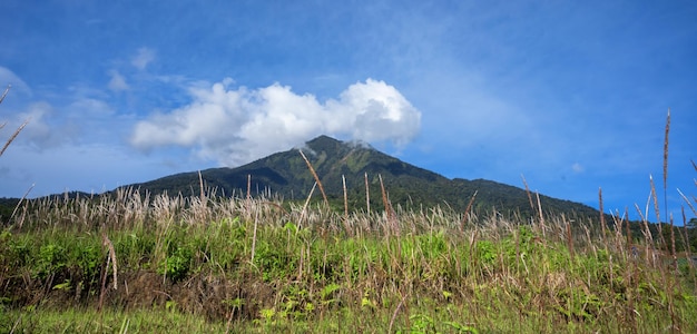 landscape with trees, mountain and clouds