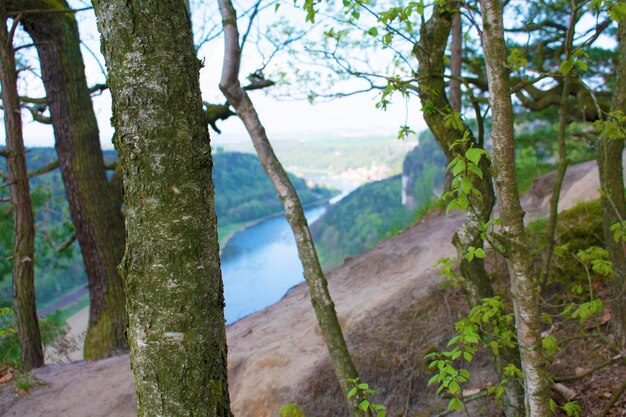 Photo landscape with trees trunks river and forest from below