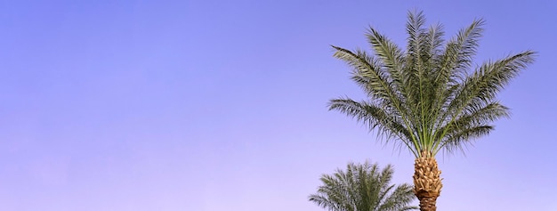 Landscape with tropical palm tree branches Purple blue sky