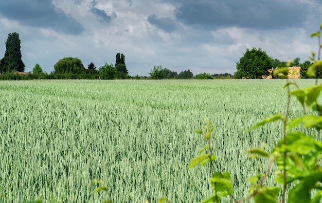 Landscape with unripe green wheat and dark stormy clouds