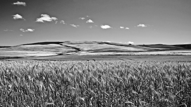 Landscape with wheat fields monochrome