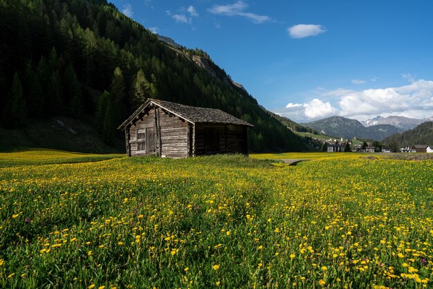 Landscape of a yellow flower field surrounded by wooden barns and houses in the countryside