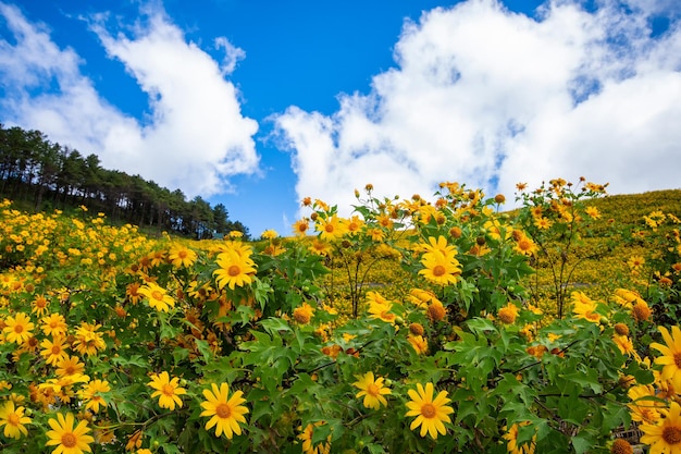 Landscape Yellow flowers on the Mountain Thung Bua Tong or wild sunflowers