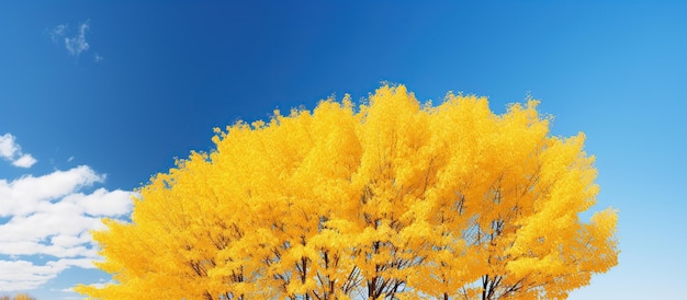 Landscape of Yellow Leaves Ginkgo Trees Foilage in Autumn