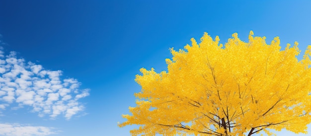 Landscape of Yellow Leaves Ginkgo Trees Foilage in Autumn