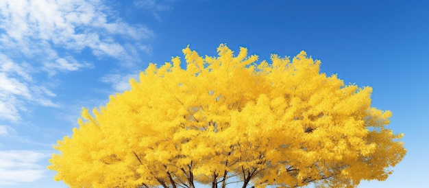 Landscape of Yellow Leaves Ginkgo Trees Foilage in Autumn